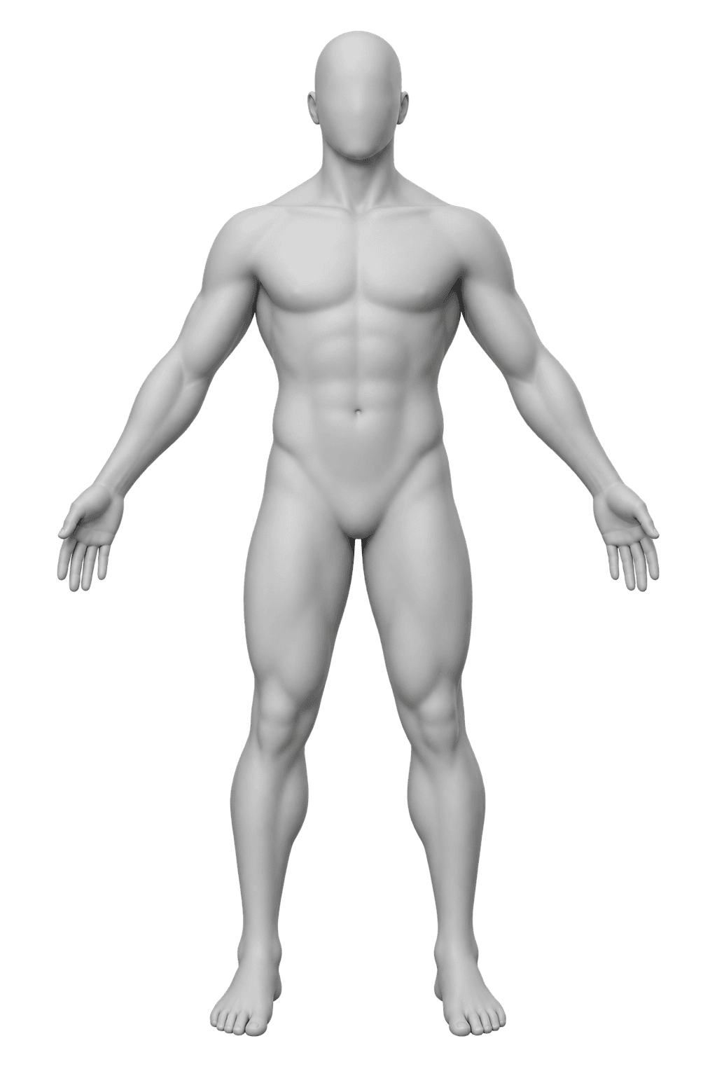 front view anatomical mannequin